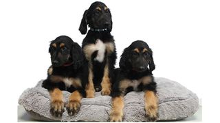 Here's Why Scientists Cloned the First Cloned Dog